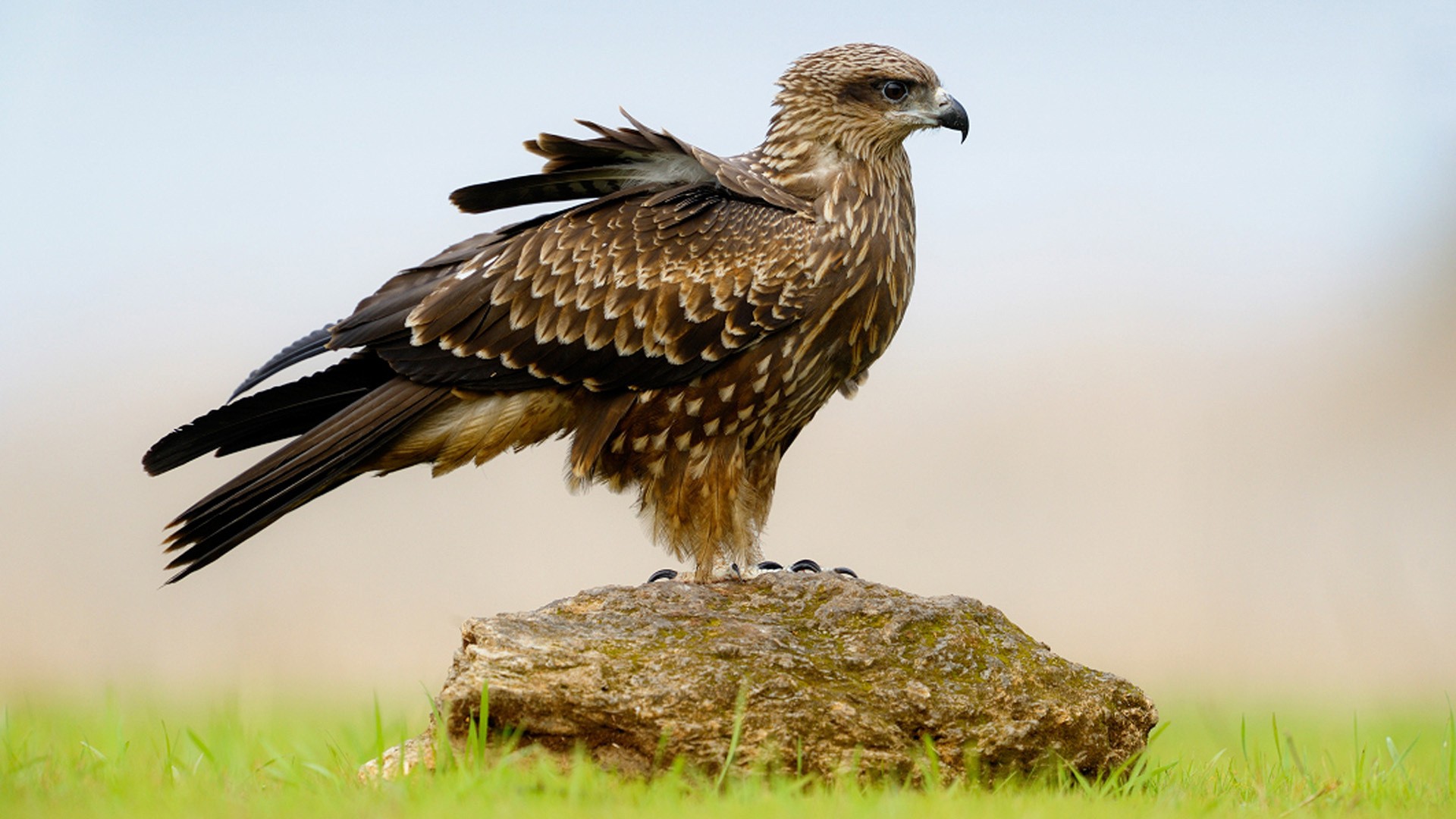 nature, Birds, Hawks Wallpaper