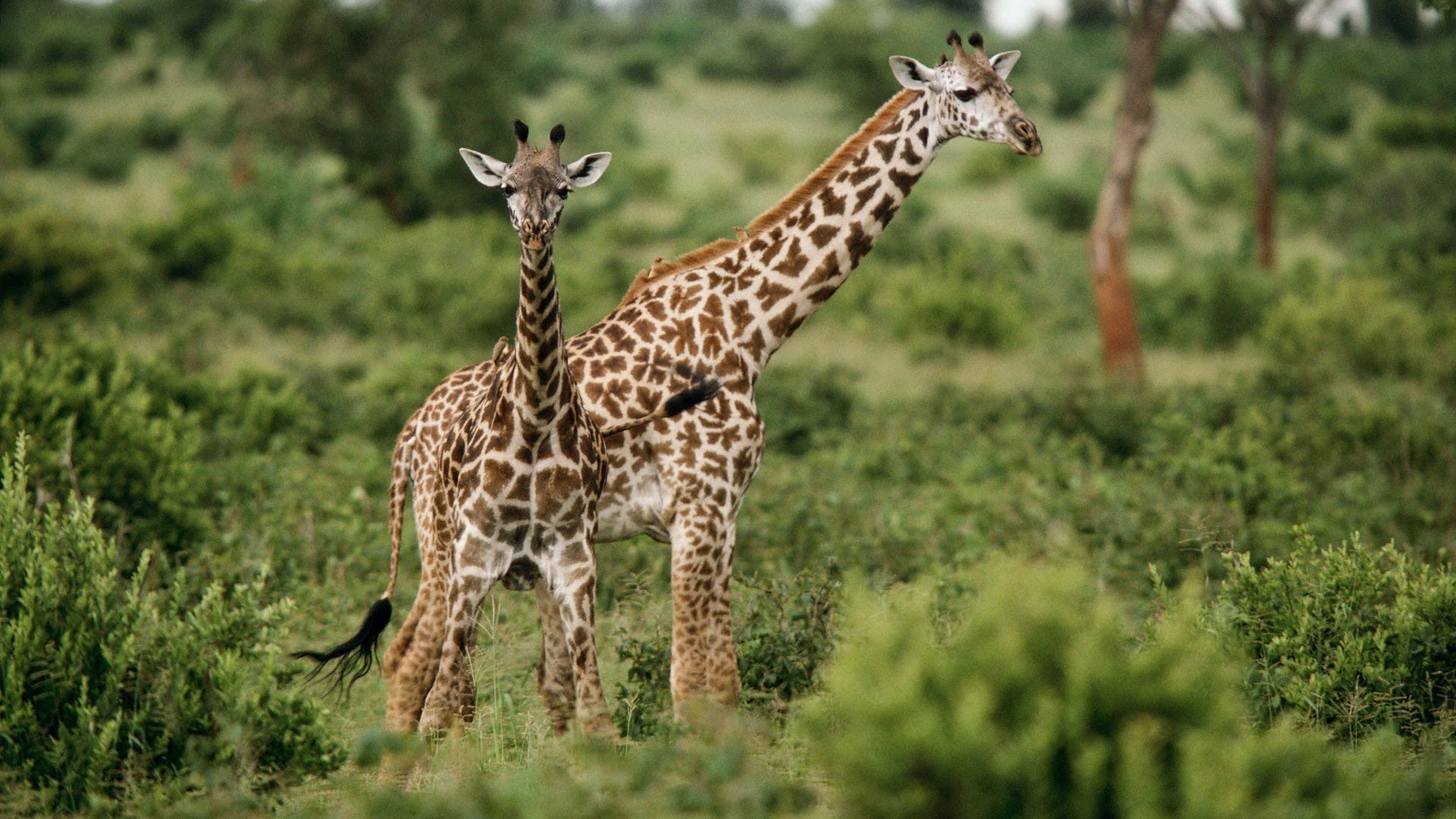 animals, Giraffes, Baby, Animals Wallpaper