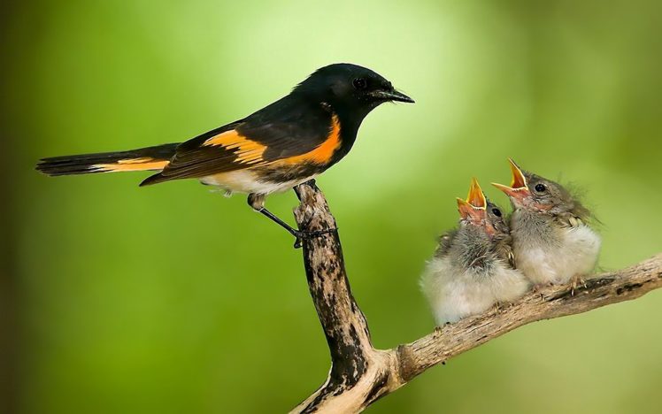birds, Wildlife, Baby, Birds HD Wallpaper Desktop Background