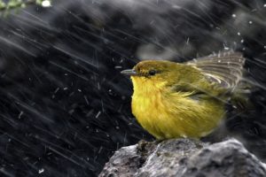 ice, Snow, Rain, Birds, Animals, Stones