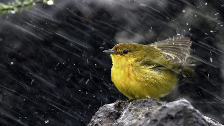 ice, Snow, Rain, Birds, Animals, Stones HD Wallpaper Desktop Background