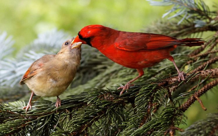 birds, Wildlife, Cardinal HD Wallpaper Desktop Background