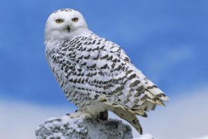 nature, Birds, Animals, Owls, Snowy, Owl