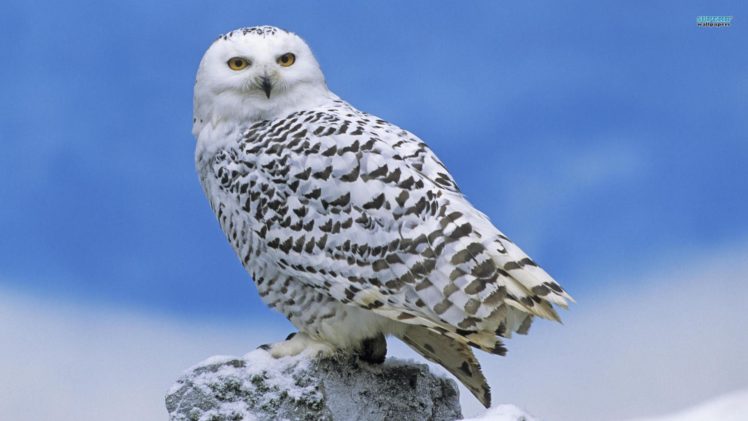 nature, Birds, Animals, Owls, Snowy, Owl HD Wallpaper Desktop Background