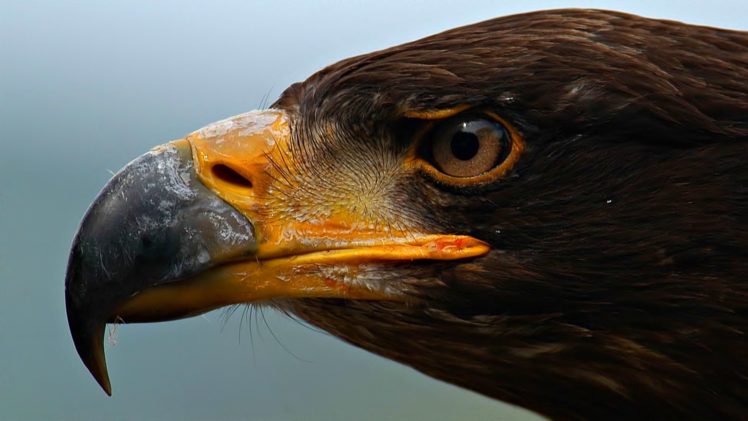 wildlife, Eagles, Macro HD Wallpaper Desktop Background