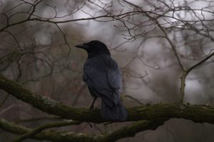 depth, Of, Field, Crows, Branches