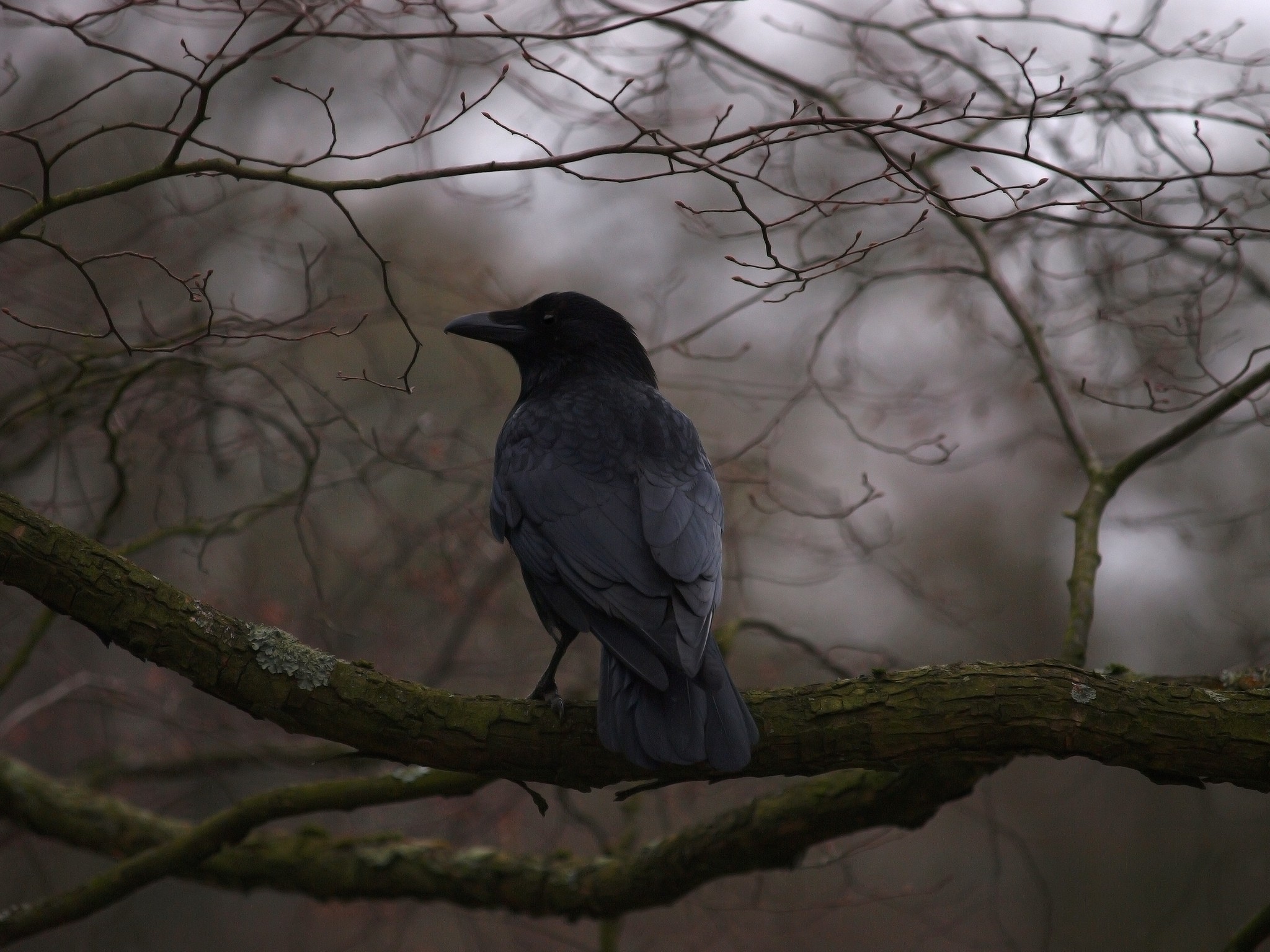 depth, Of, Field, Crows, Branches Wallpaper