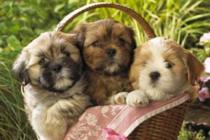animals, Dogs, Puppies, Baskets