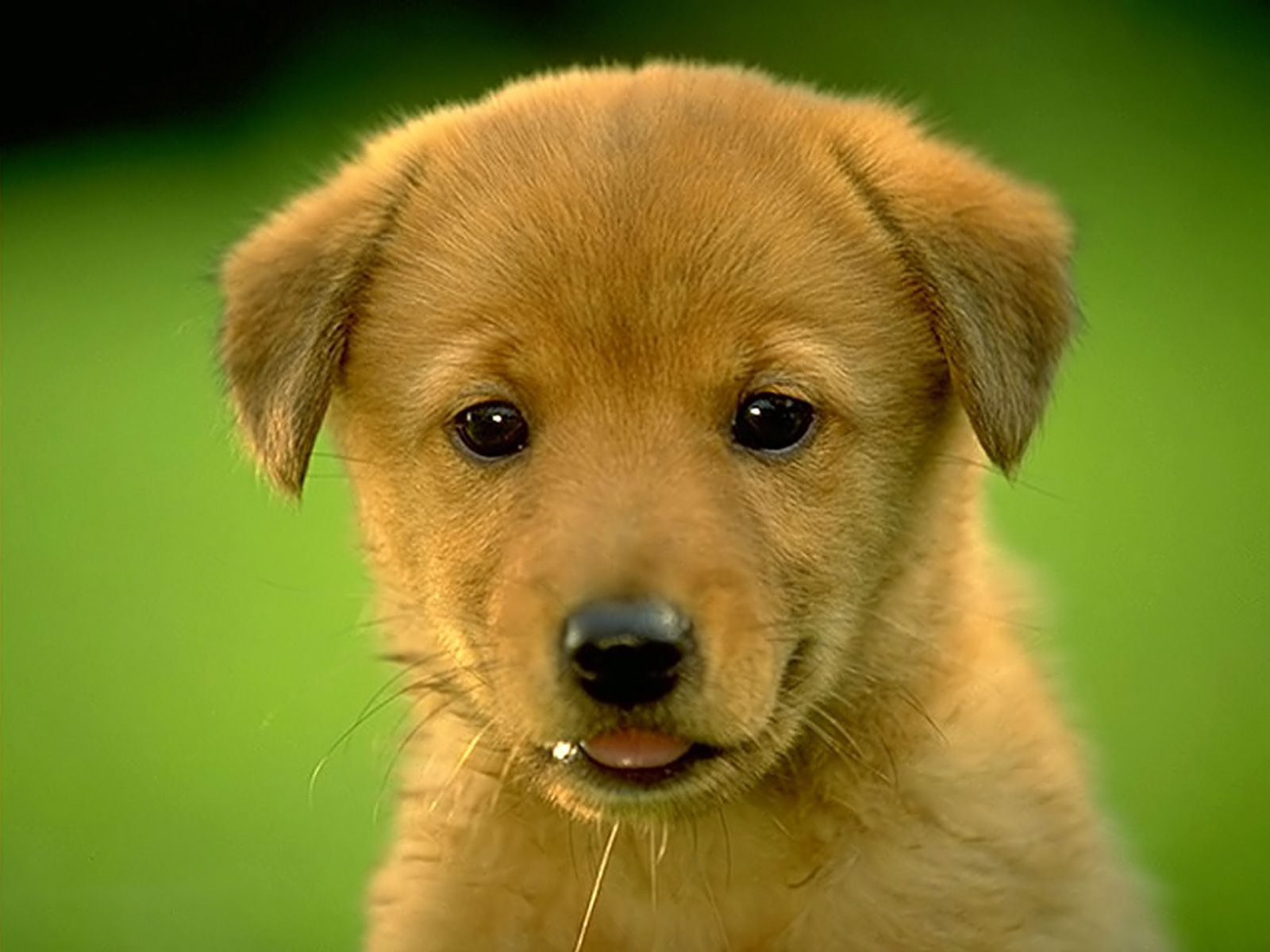animals, Dogs, Puppies, Canine Wallpaper