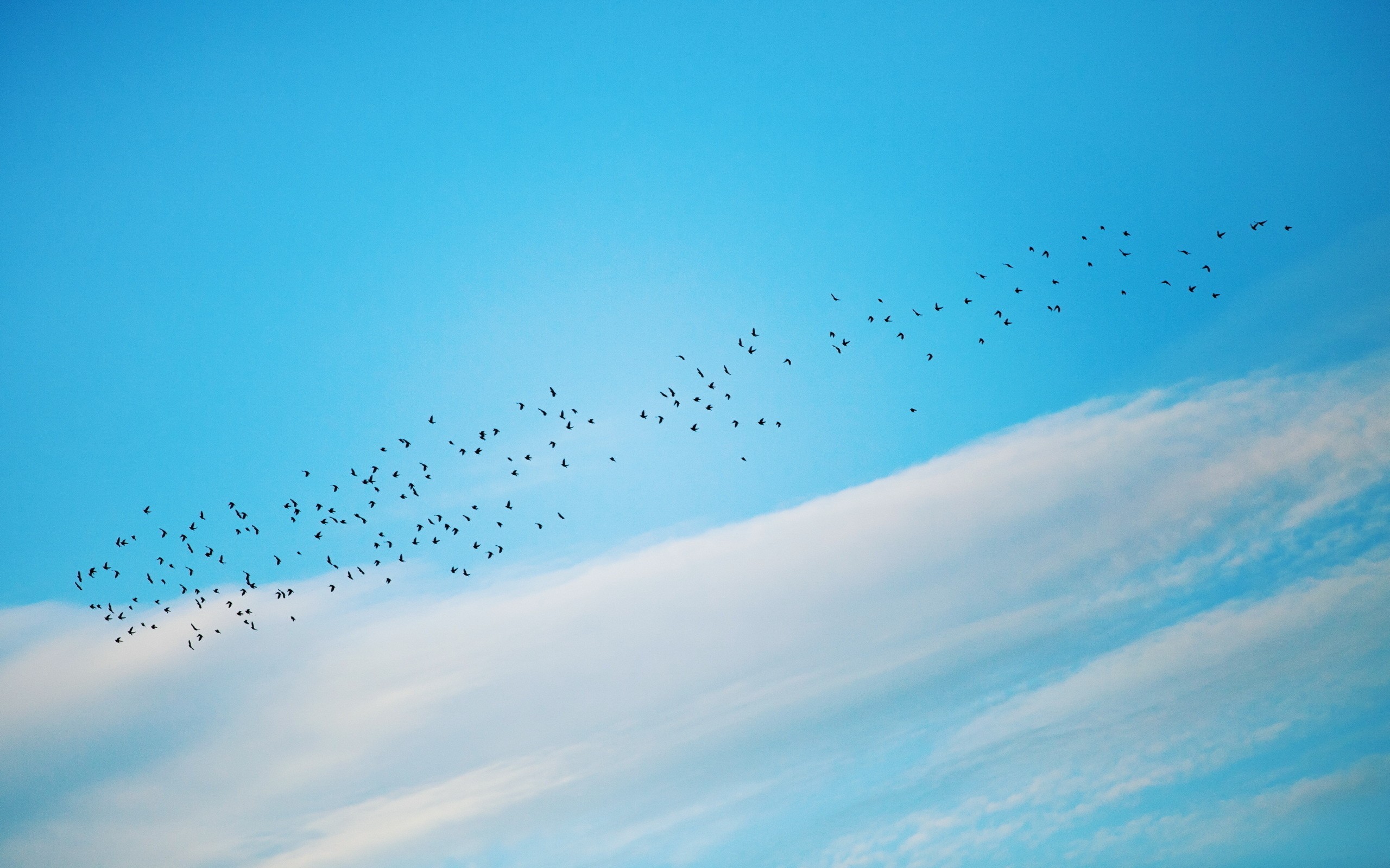 clouds, Birds, Swarm, Skyscapes Wallpaper