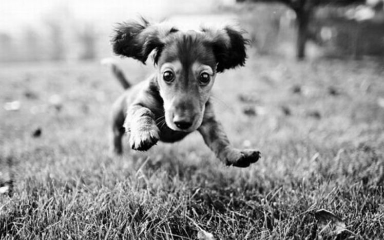 black, And, White, Jumping, Puppy HD Wallpaper Desktop Background