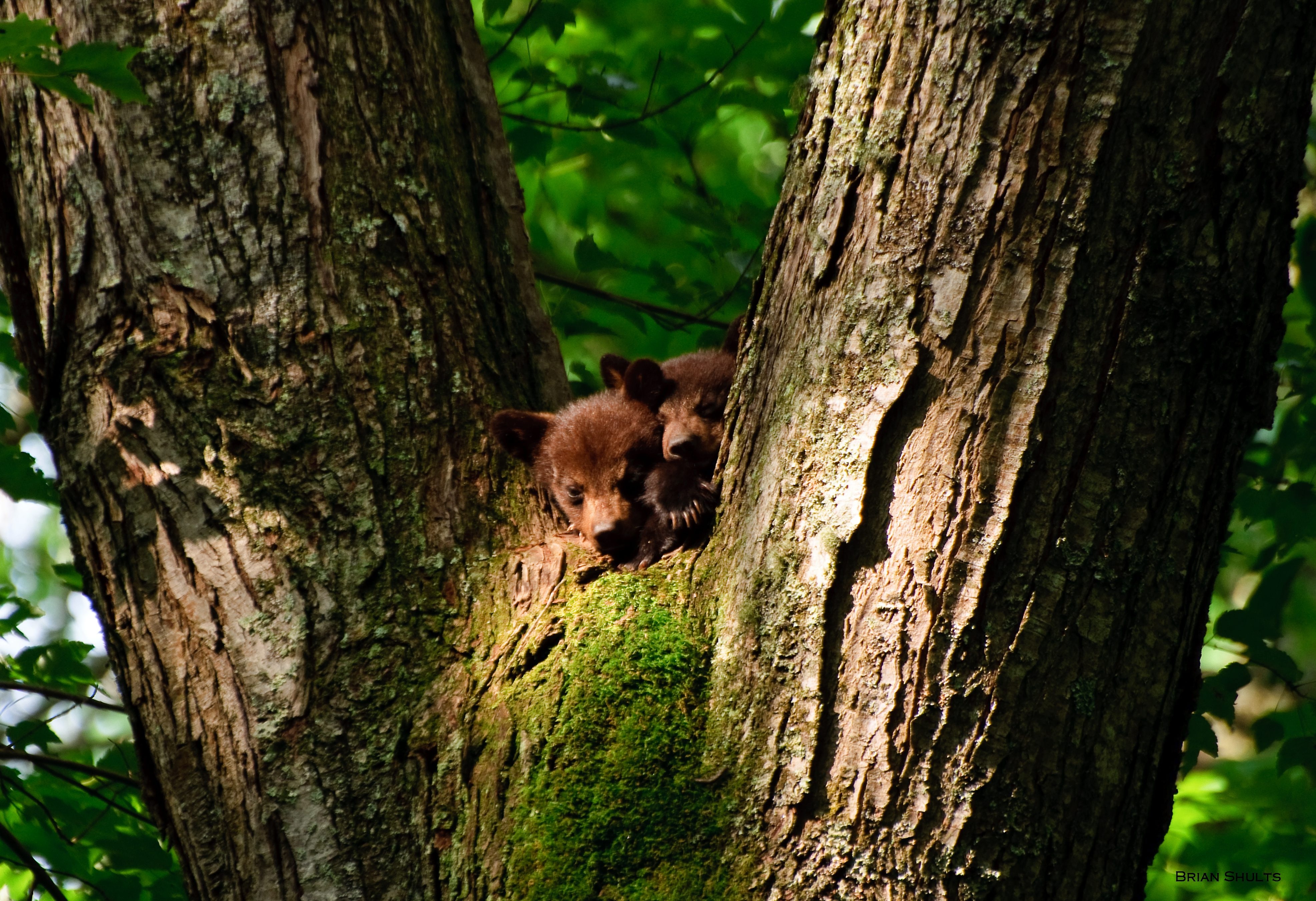 bear, Baby, Forest, Tree Wallpaper