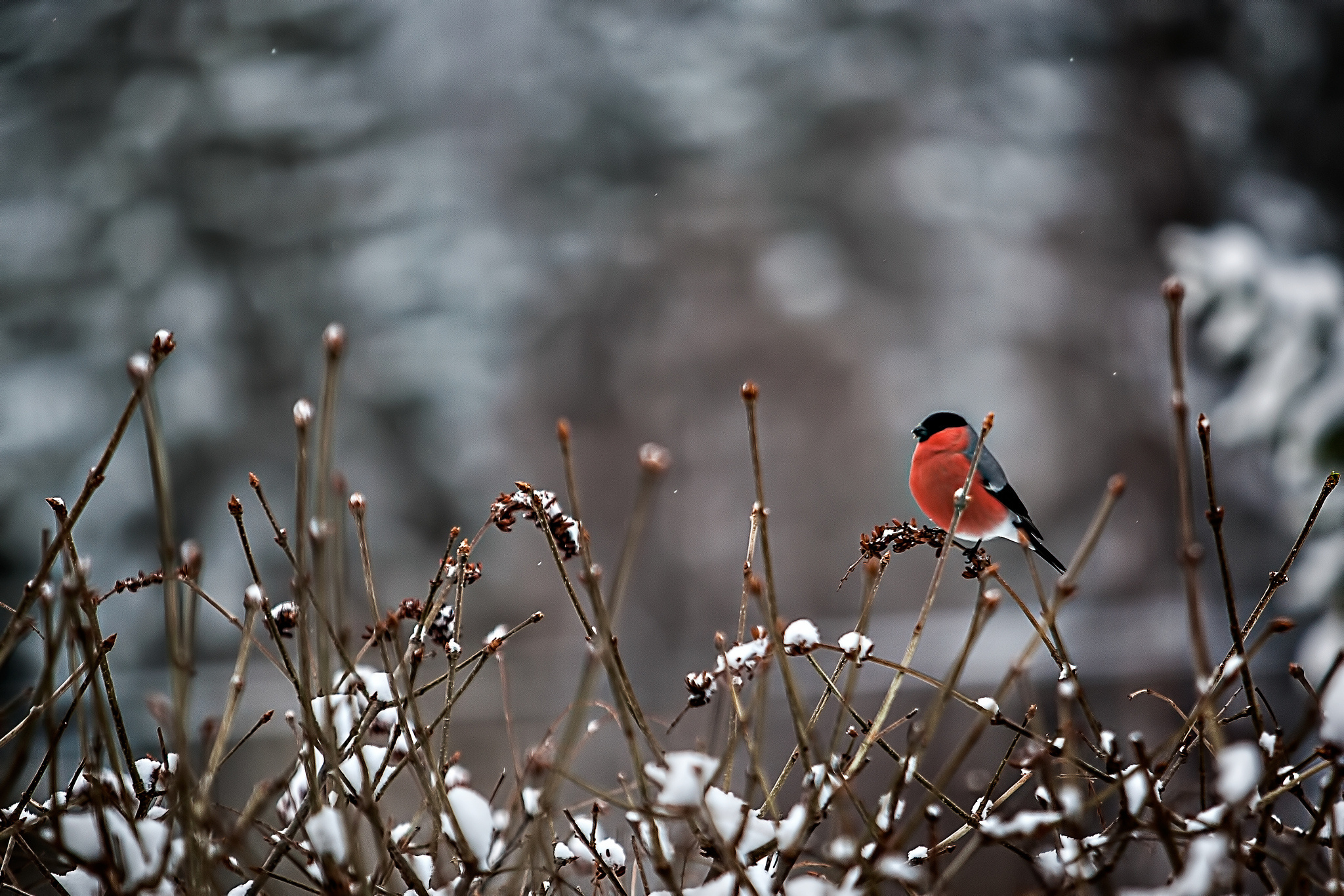 bird, Snow, Twigs, Bullfinch, Winter Wallpaper