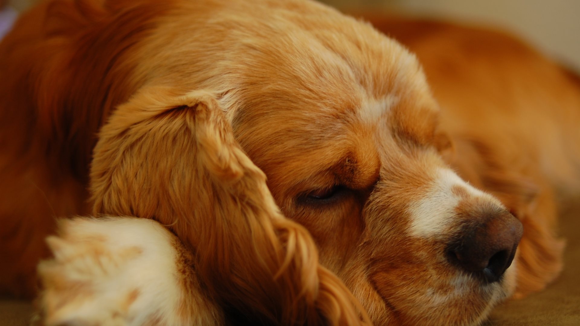 cocker, Spaniel, Lay, Sleeping, Puppy Wallpaper