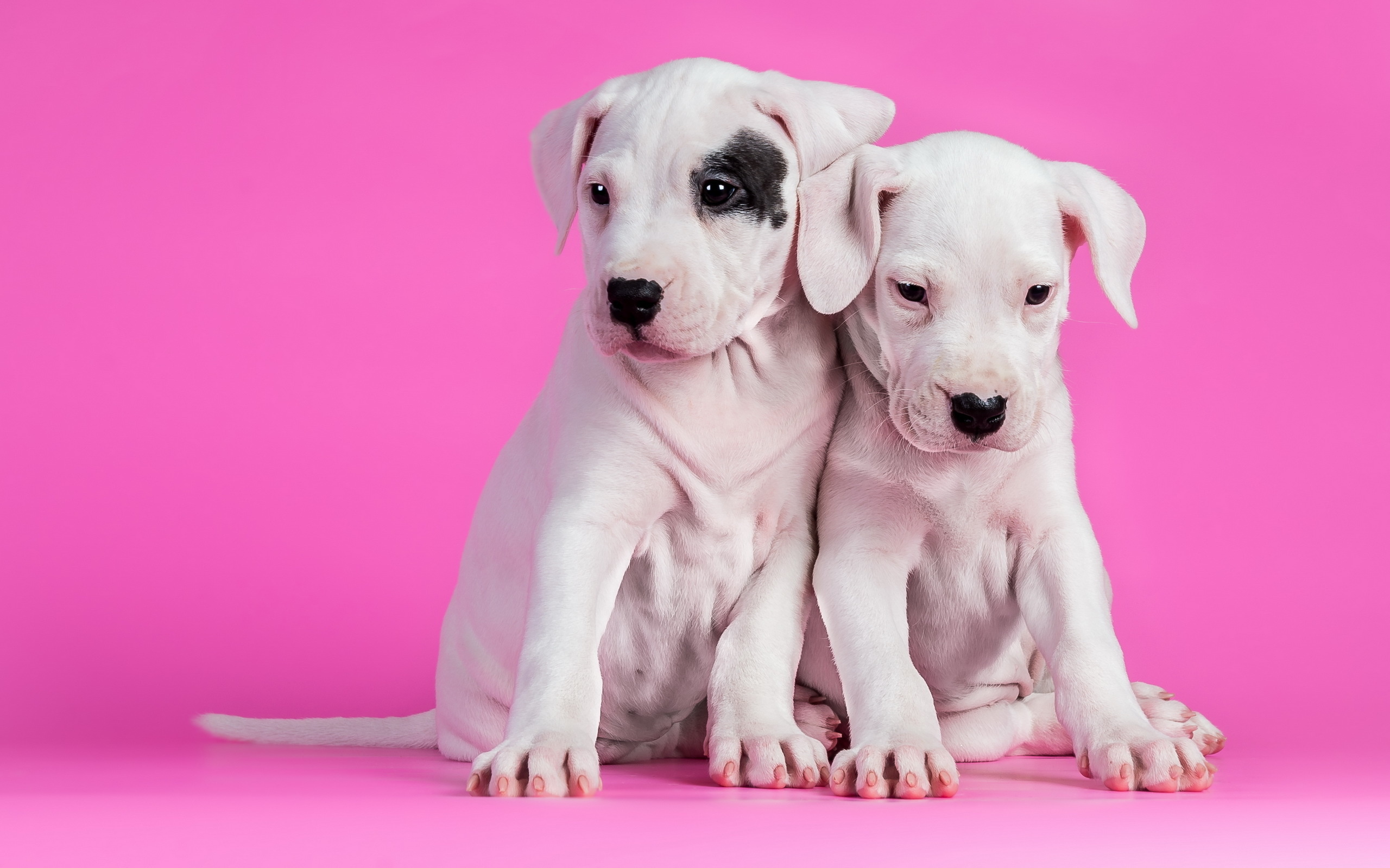 dogs, Puppy Wallpaper