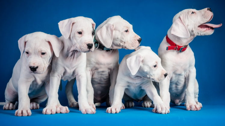 dogs, Puppy HD Wallpaper Desktop Background