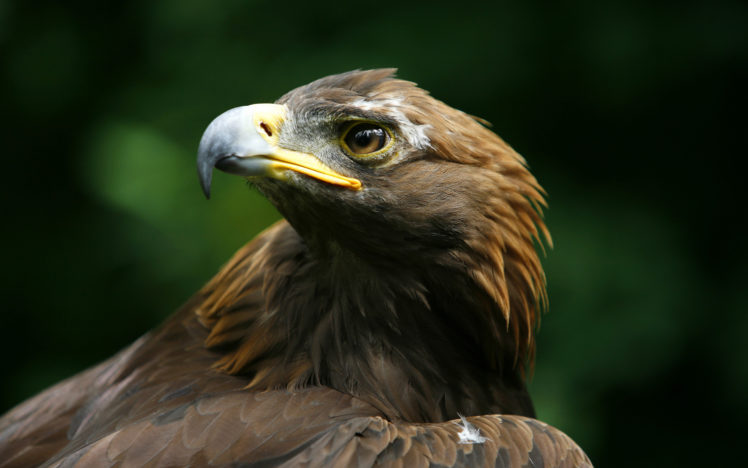 eagle, Bird, Predator, Head, Beak HD Wallpaper Desktop Background