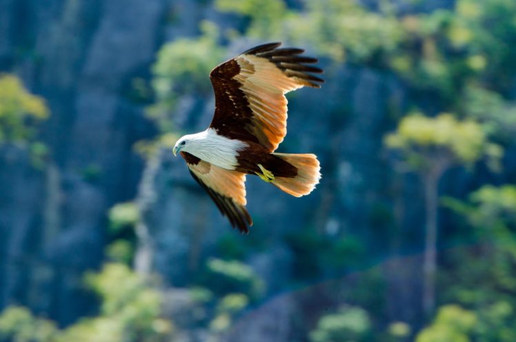 eagle, Bird, Background, Predator HD Wallpaper Desktop Background