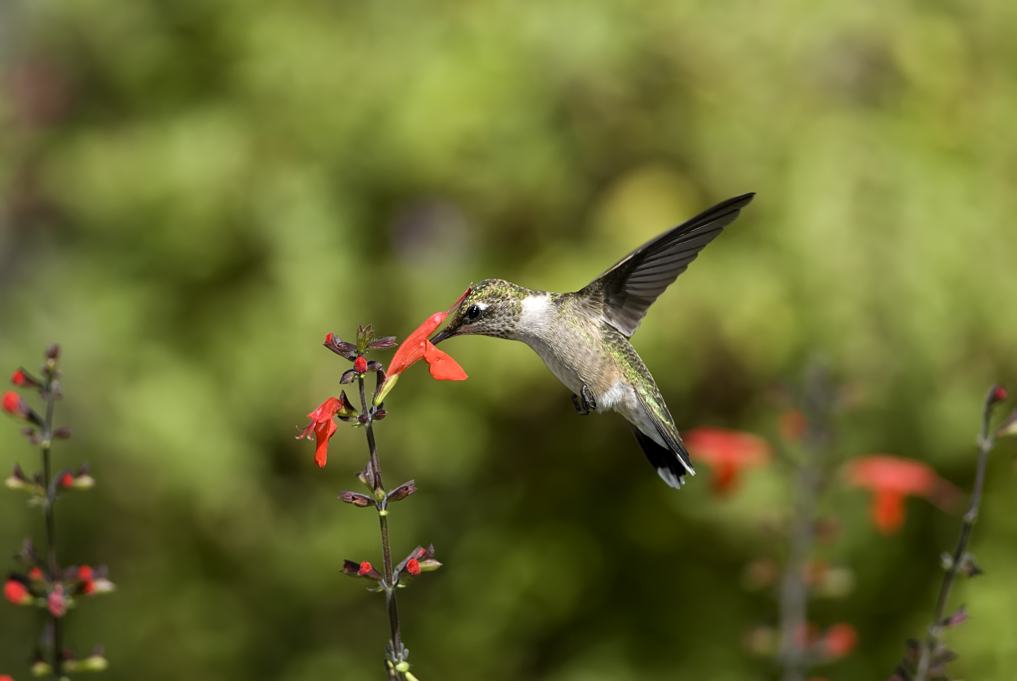 hummingbird Wallpaper