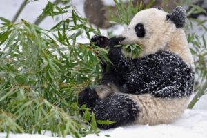 panda, Bamboo, Branches, Leaves, Snow, Winter, Baby