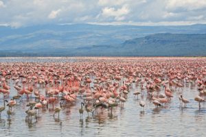 landscapes, Birds, Flamingos, National, Park, Kenya