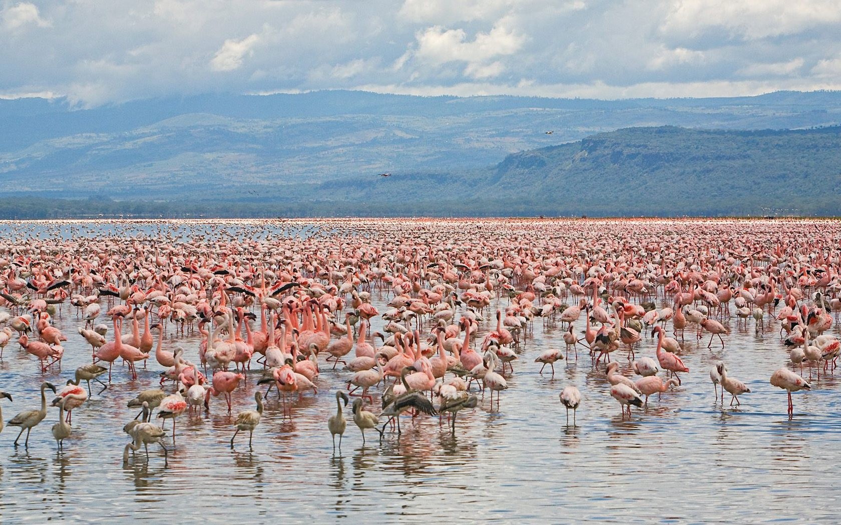 landscapes, Birds, Flamingos, National, Park, Kenya Wallpaper