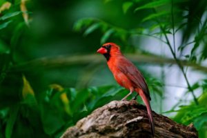 birds, Leaves, Cardinal, Red, Birds