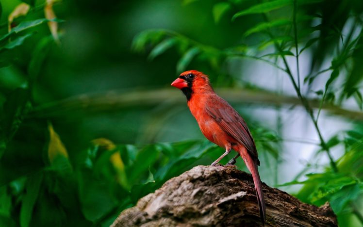 birds, Leaves, Cardinal, Red, Birds HD Wallpaper Desktop Background