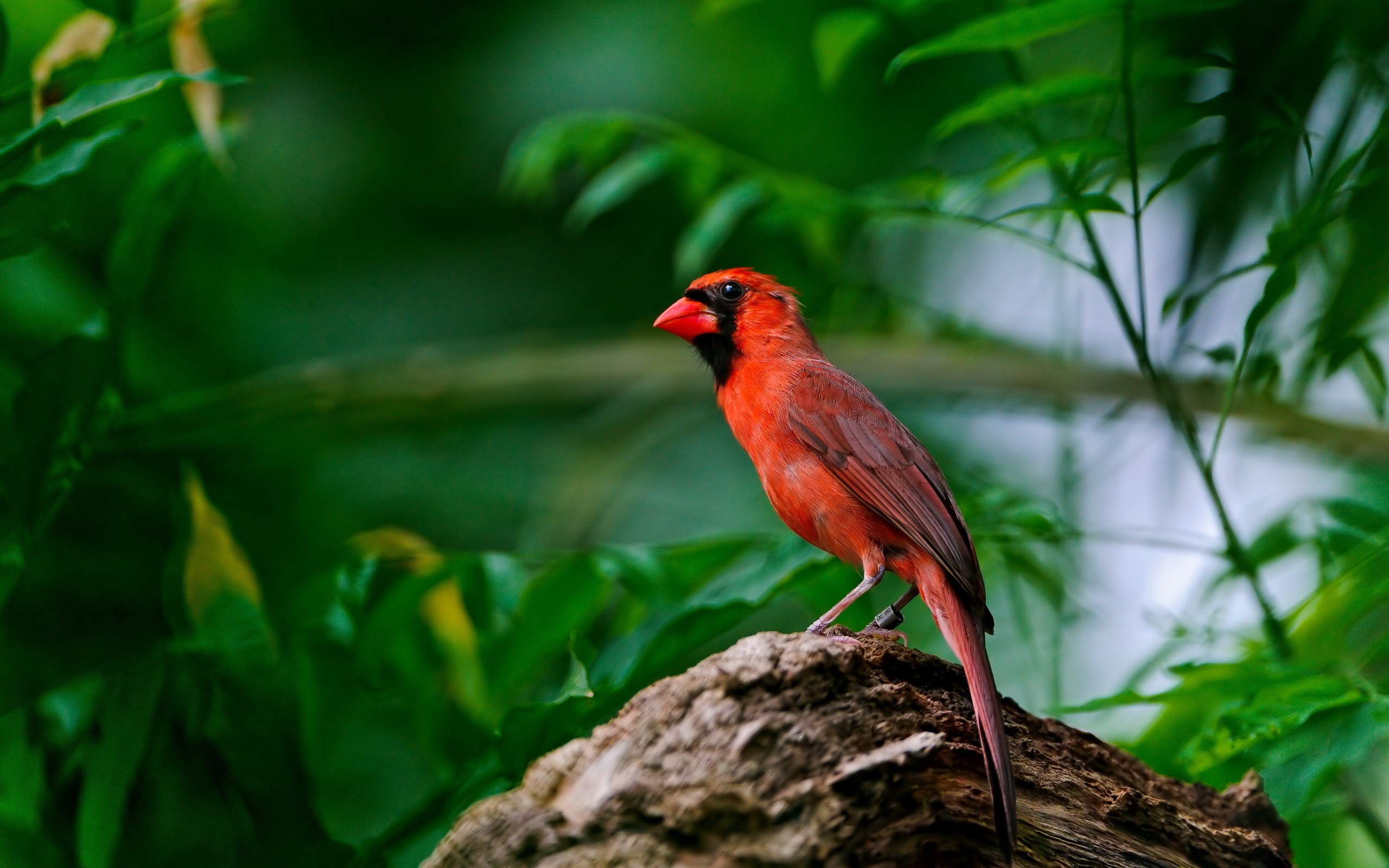 birds, Leaves, Cardinal, Red, Birds Wallpaper