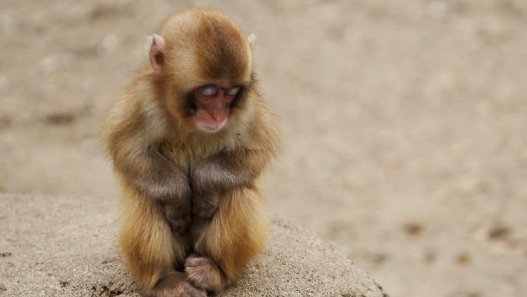 animals, Backgrounds, Monkeys, Baby, Animals HD Wallpaper Desktop Background