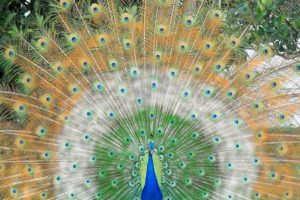 birds, Feathers, Peacocks
