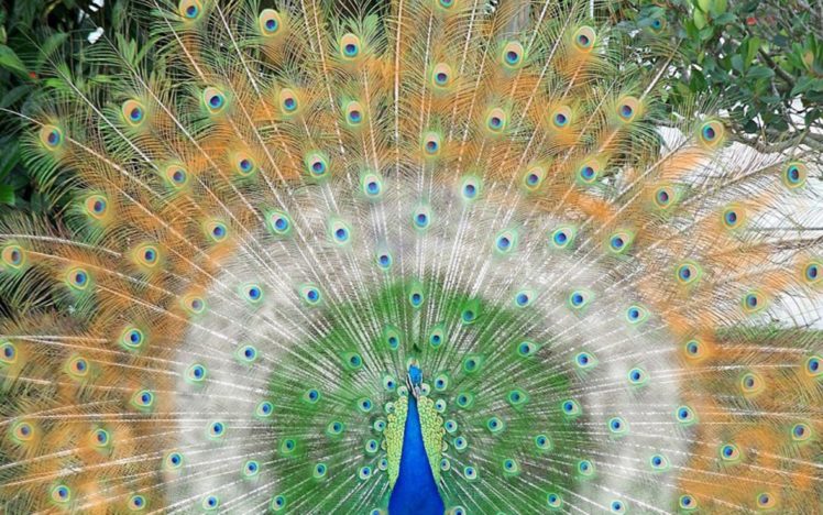 birds, Feathers, Peacocks HD Wallpaper Desktop Background