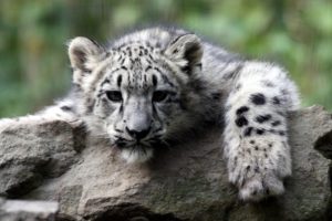 snow, Leopard, Cub