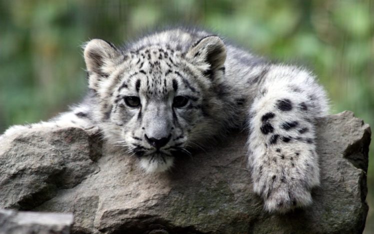 snow, Leopard, Cub Wallpapers HD