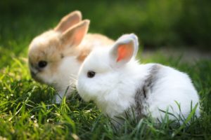 bunnies, Animals, Grass