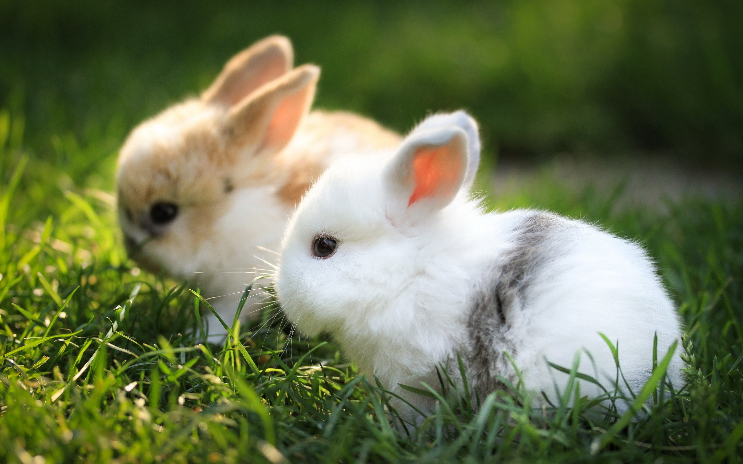 bunnies, Animals, Grass Wallpaper