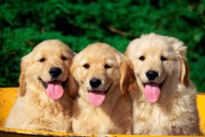 animals, Dogs, Puppies, Tongue