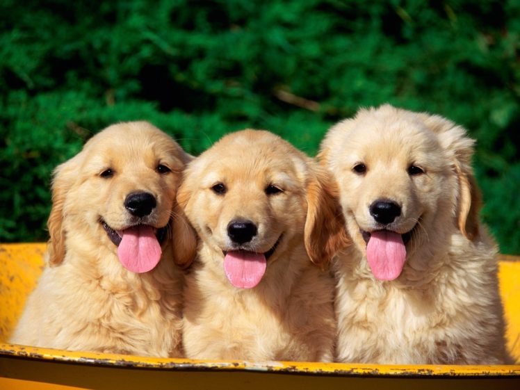 animals, Dogs, Puppies, Tongue HD Wallpaper Desktop Background