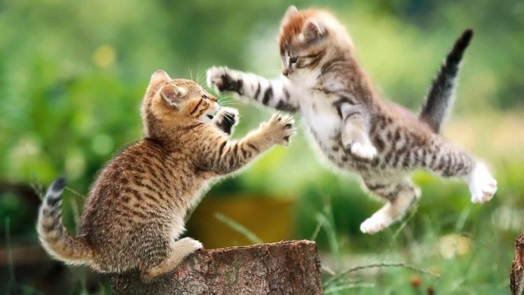 cats, Animals, Kittens, Hugging HD Wallpaper Desktop Background