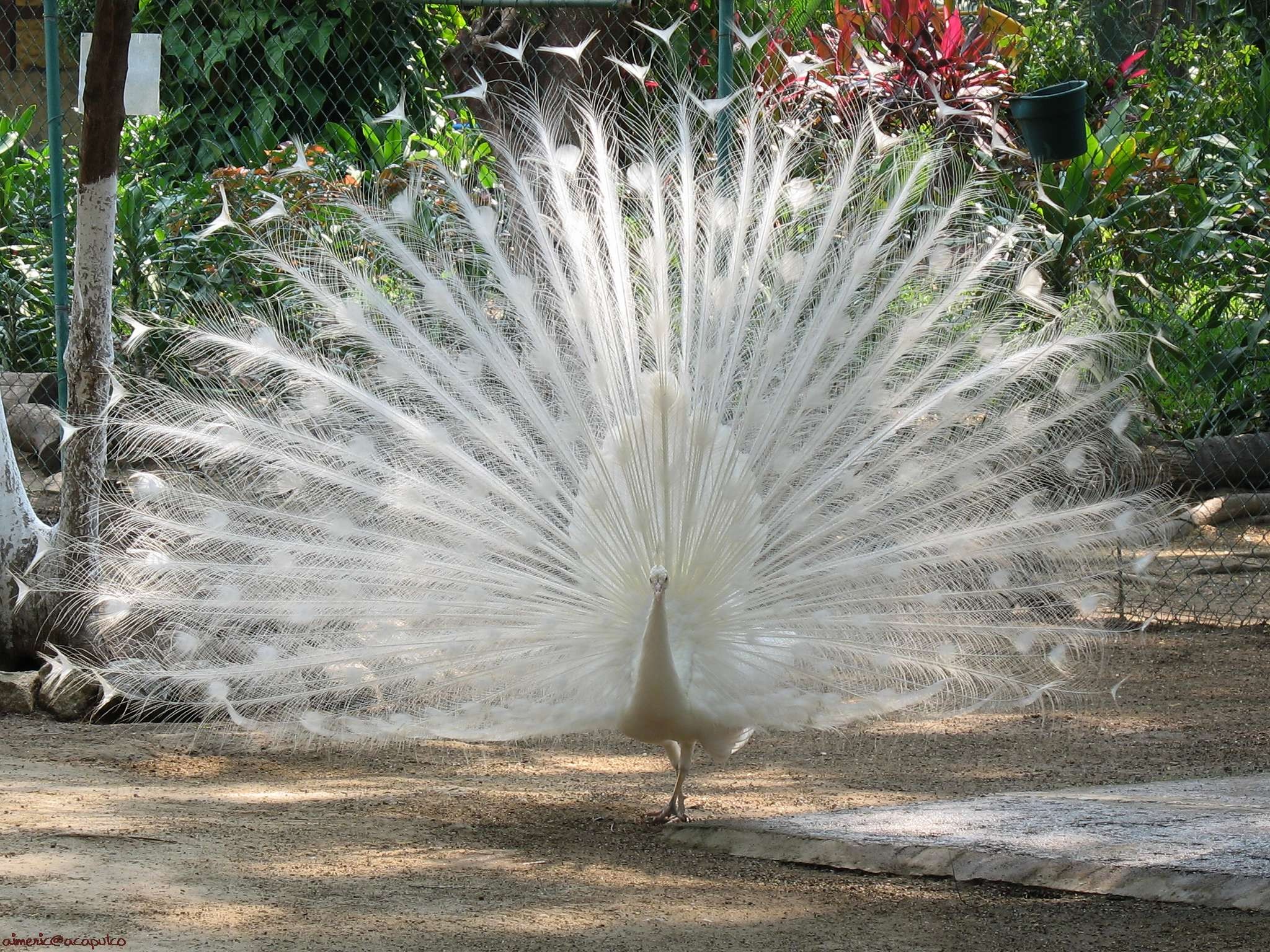white, Birds, Animals, Outdoors, Feathers, Peacocks Wallpaper