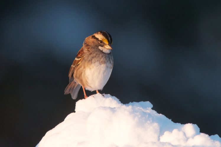 nature, Animal, Bird, Ice, Resting, Snow, Green, Hd, Wallpapers HD Wallpaper Desktop Background