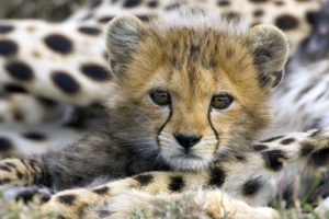animals, Cheetahs, Baby, Animals