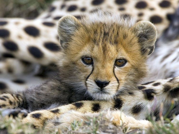 animals, Cheetahs, Baby, Animals HD Wallpaper Desktop Background