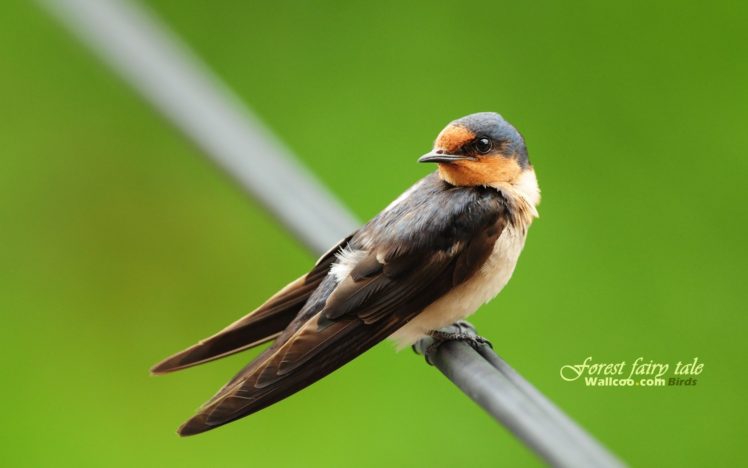 birds, Animals, Wildlife, Swallow HD Wallpaper Desktop Background