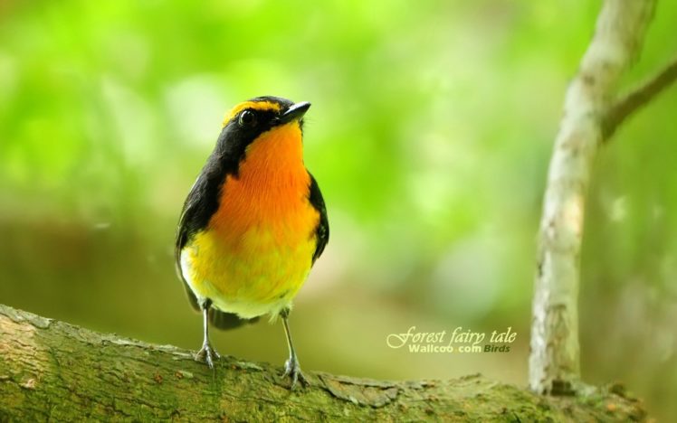 nature, Birds HD Wallpaper Desktop Background