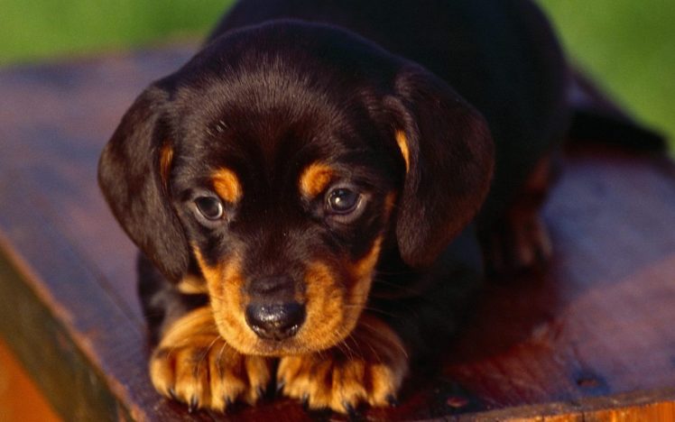 animals, Dogs, Puppies HD Wallpaper Desktop Background