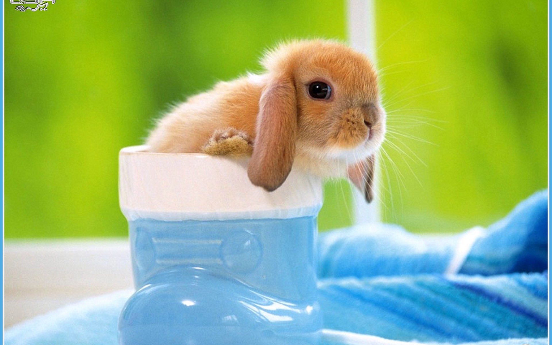 bunnies, Animals Wallpaper