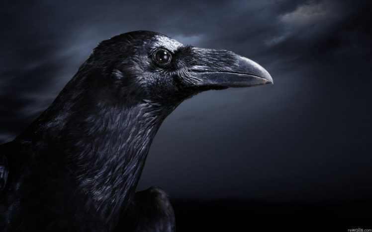 birds, Ravens HD Wallpaper Desktop Background