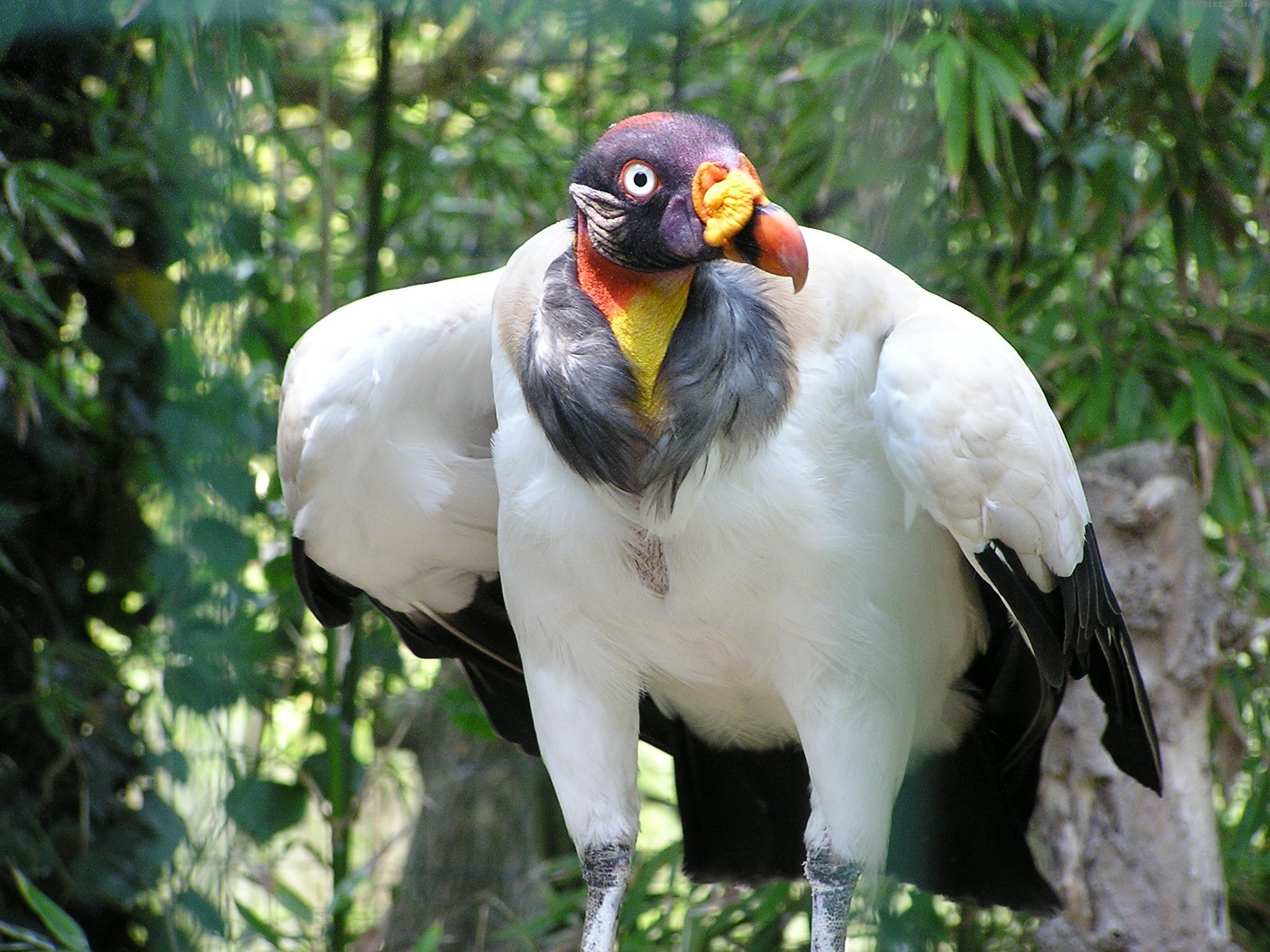 The Forgotten Birds: Vultures And The Evolution Of The German Crest - d9l4cdy