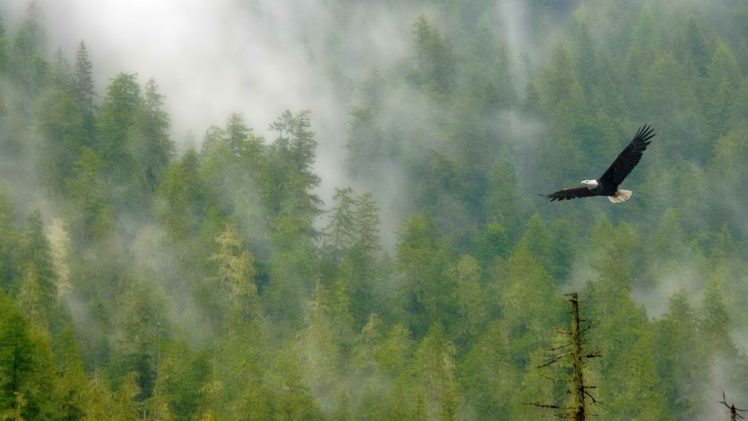forests, Bald, Eagles, National, Park, Mount HD Wallpaper Desktop Background